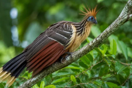 Birdwatching in Cuyabeno