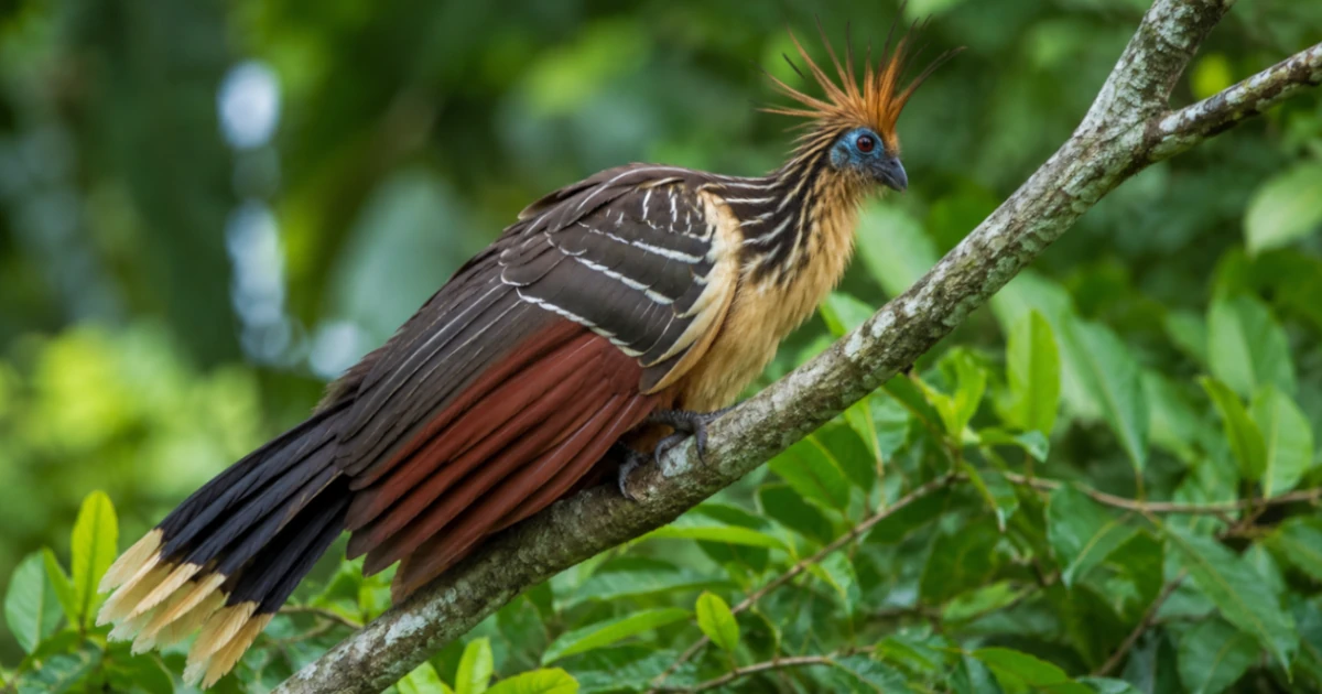 birdwatching in cuyabeno