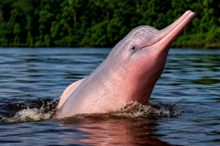 Pink River Dolphin in Cuyabeno